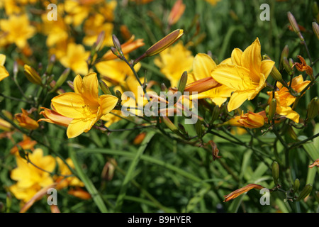 Daylily, Hemerocallis, Hemerocallidaceae. Nativa dall'Europa alla Cina, Corea e Giappone. Foto Stock