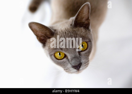 Gatto birmano cercando di fotocamera Foto Stock