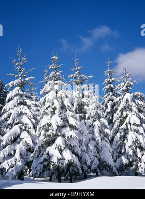 Abeti, foresta, coperto di neve paesaggio invernale, neve fresca Foto Stock