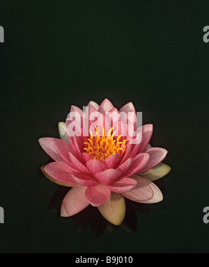 Fioritura rosa Ninfea Bianca (Nymphaea) Foto Stock