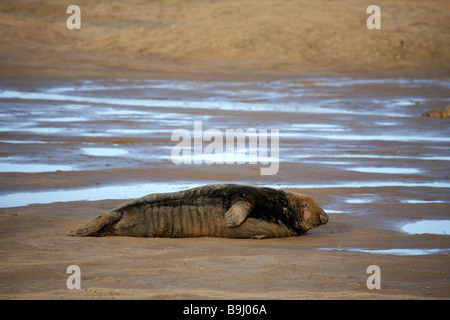 Il Nord Atlantico grigio guarnizione Bull Halichoerus grypus Donna Nook RAF gamma di bombardamenti Riserva Naturale Nazionale Lincolnshire England Regno Unito Foto Stock