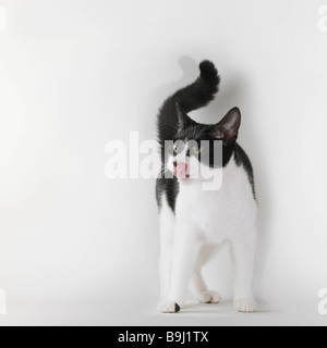 Bianco e nero cat leccare trita Foto Stock