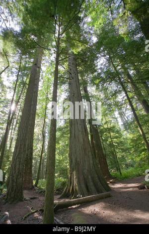 Gigante Abete Douglas nella foresta pluviale temperata Foto Stock