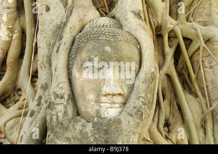 Incarniti immagine del Buddha in Wat Mahathat Tempio nel tempio del sito Patrimonio Mondiale dell'Unesco, Ayutthaya, Thailandia, Asia Foto Stock