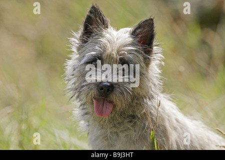 Cairn Terrier cane - Ritratto Foto Stock