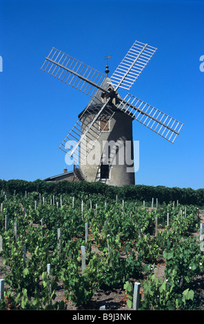 Beaujolais vitigni, vigne e il mulino a vento, Cru Moulin à Vent o Moulin-à-vent, Chénas, Beaujolais, Francia Foto Stock