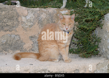 Gatto rosso collare piccola campana seduta di parete al di fuori dell'animale da compagnia casa-gatto mammifero rossastro free-fegato cat-collare bell Foto Stock