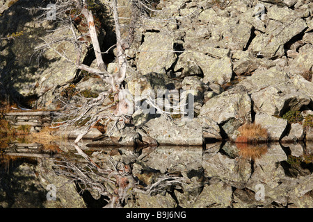 Albero morto sul lago Windebensee sulla strada del Nockalm, Parco Nazionale Nockberge, Carinzia, Austria, Europa Foto Stock