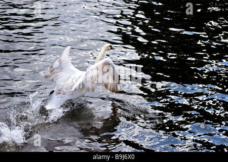 Cigno (Cygnus olor) prendendo il largo sul fiume Tamigi Foto Stock