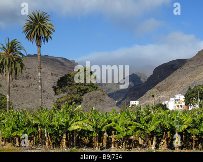 Piantagione di banane e palme da dattero, Playa de Santiago, La Gomera, Canarie, Isole Canarie, Spagna, Europa Foto Stock