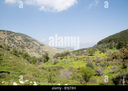 Israele Galilea superiore Amuka Scenic paesaggio di primavera Marzo 2009 Foto Stock