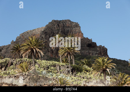 Isola Canarie palme da dattero (Phoenix canariensis) e Mt Fortaleza vicino Chipude, La Gomera, isole Canarie, Spagna, Europa Foto Stock