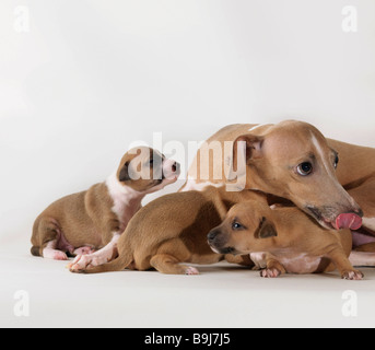 Cane con 3 1 settimane di cuccioli Foto Stock