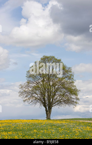 Albero in piedi in un campo di tarassaco sotto un cielo blu con nuvole in primavera Foto Stock