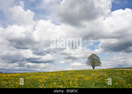 Albero solitario in piedi in un campo di tarassaco sotto un cielo blu con nuvole in primavera Foto Stock