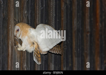 Il barbagianni (Tyto alba) con un mouse nel suo becco, alimentando la sua prole in un granaio Foto Stock