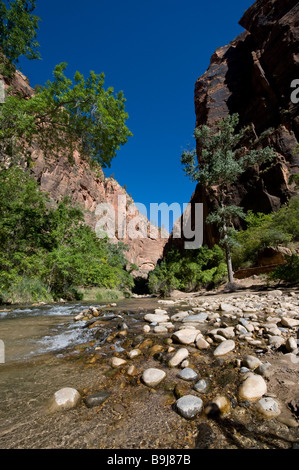 Fiume nel profondo canyon, la si restringe, Parco Nazionale Zion, Utah, Stati Uniti d'America Foto Stock