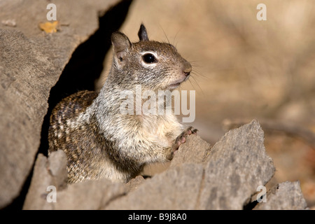 La massa della California scoiattolo (Citellus beecheyi), il Parco Nazionale Yosemite in California, Stati Uniti d'America Foto Stock