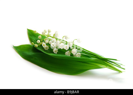 Il giglio della valle su sfondo bianco Foto Stock