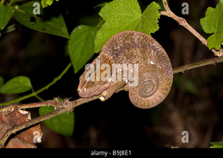 Becchi corti Chameleon a Andasibe Madagascar Foto Stock