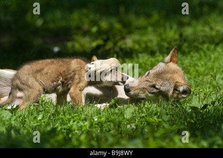 Lupi grigi (Canis lupus), Adulto giocando con il giovane animale, Sababurg zoo, Hofgeismar, Nord Hesse, Germania Foto Stock