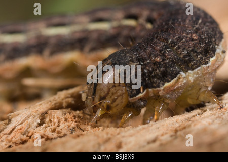 Grande giallo Underwing larva - Noctua pronuba Foto Stock