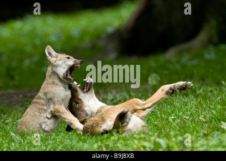 Lupi grigi (Canis lupus), Adulto giocando con il giovane animale, Sababurg zoo, Hofgeismar, Nord Hesse, Germania Foto Stock