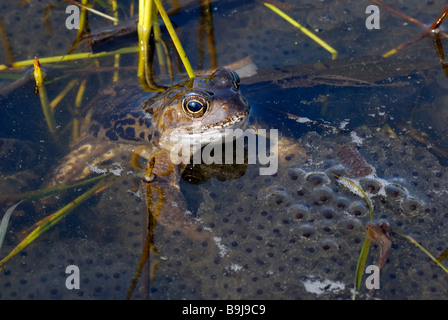 Rana comune (Rana temporaria) in un cluster di grandi dimensioni di frogspawn Foto Stock