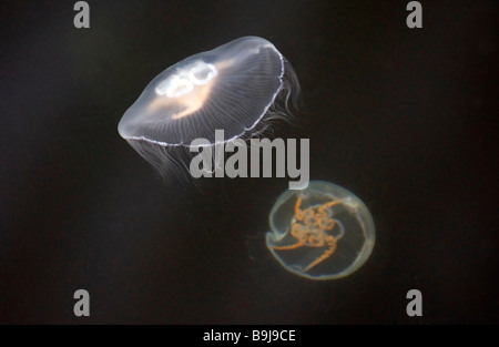 Meduse comune (Aurelia aurita) nel Mar Baltico, Baia di Kiel, Germania Foto Stock