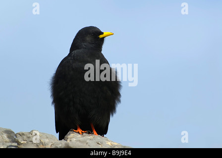 Gracchio alpino (Pyrrhocorax graculus) Foto Stock