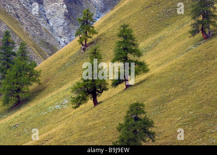 Allentate il gruppo di alberi di larice (Larix decidua), il Parco Nazionale Svizzero, Oberengadin, Cantone dei Grigioni, Svizzera, Europa Foto Stock