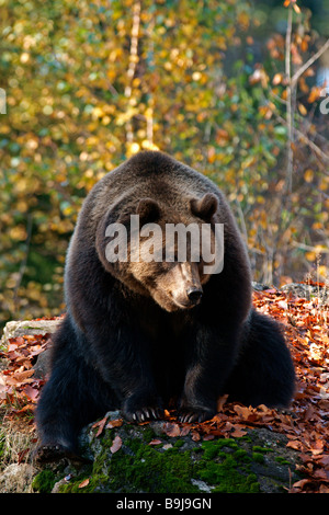 Eurasian l'orso bruno (Ursus arctos arctos) Foto Stock