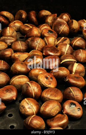 Le Castagne (Castanea) Foto Stock