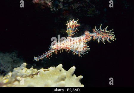 Ornati Pipefish fantasma (Solenostomus paradoxus), Maldive, Oceano Indiano Foto Stock