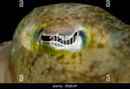 Occhio di un Broadclub Seppie (Sepia latimanus) Foto Stock
