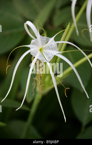 Spiaggia Spider Lily, Hymenocallis littoralis, Amaryllidaceae, America subtropicale Foto Stock