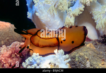 Pleurobranch Sidegill Slug (Berthella martensi), Filippine, Sud-est asiatico Foto Stock