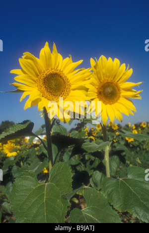Girasoli fianco a fianco Foto Stock