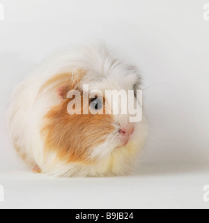 La cavia seduto su sfondo bianco Foto Stock