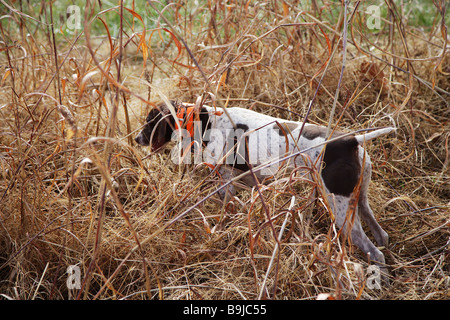 Primo piano di un cane da caccia tedesco pelo corto il puntatore sul punto nella spazzola pesanti Foto Stock