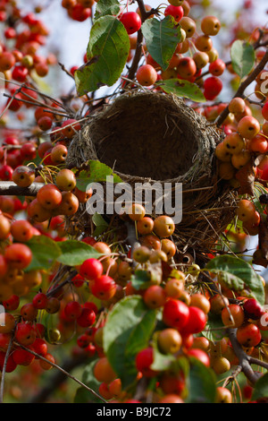 American robin nido vuoto nei rami degli alberi da frutto nessuno dall'alto vista verticale nessuno alta risoluzione estiva Foto Stock