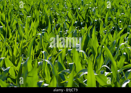 Cornfield (Zea mays) Foto Stock