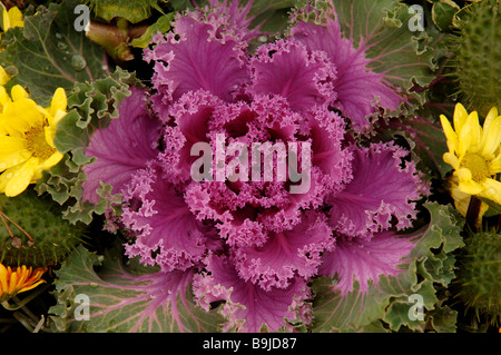 Cavolo verde o cavolo Borecole (Brassica oleracea var. acephala), Heiligenstadt, Alta Franconia, Baviera, Germania, Europa Foto Stock