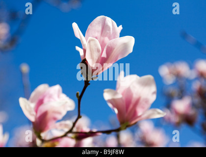 Piattino Magnolia Bloom(x Magnolia soulangeana) della Magnoliacee - USA Foto Stock