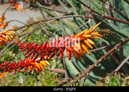 Aloe close up del brillante fiori di colore rosso. Foto Stock