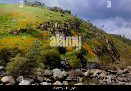 California poppies fiorisce in Kern River Canyon, California USA - immagine ad alta risoluzione Foto Stock