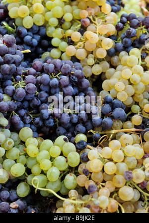 L'uva appena raccolto dal vitigno e pronto per la produzione di vino. Foto Stock