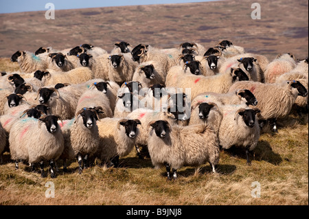 Hexham tipo Scotch Blackface pecore sulla brughiera in primavera. Cumbria Foto Stock