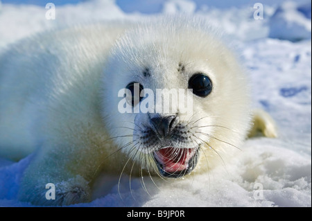 Bianco giovane guarnizione arpa Foto Stock