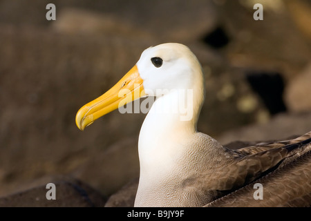 Sventolato Albatross Diomedea irrorata isole Galapagos Foto Stock